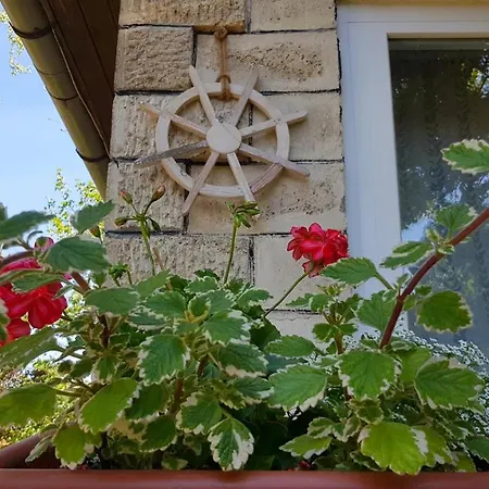 Napraforgo Vendeghaz