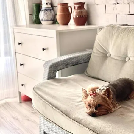 Napraforgo Vendeghaz