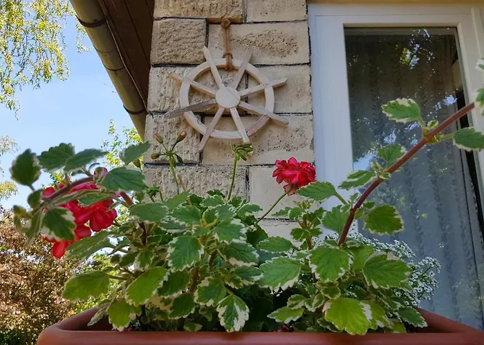 Napraforgo Vendeghaz