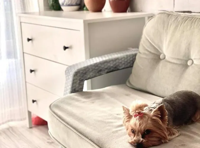 Napraforgo Vendeghaz